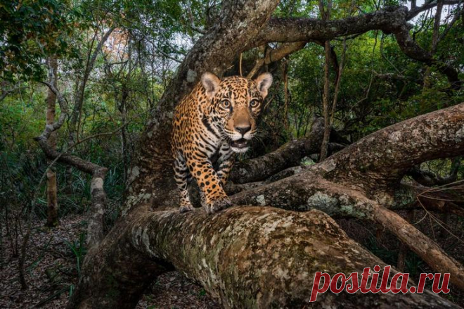 57 лучших фотографий National Geographic за 2017 год