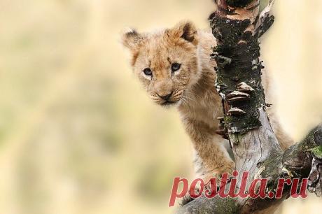 11 современных фильмов про дикую природу | Журнал "JK" Джей Кей Документальные и художественные фильмы про дикую природу и животных — это не только интересно, но и красиво. Мы составили список из лучших картин на наш взгляд: они как «Аватар», только без графики и с настоящими хищниками. Обещаем, сюжет будет на уровне боевика на реальных событиях, но временами с драматичными и комичными сценами...