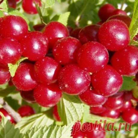 Секреты войлочной вишни