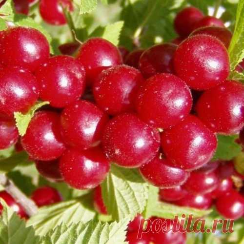 Секреты войлочной вишни
