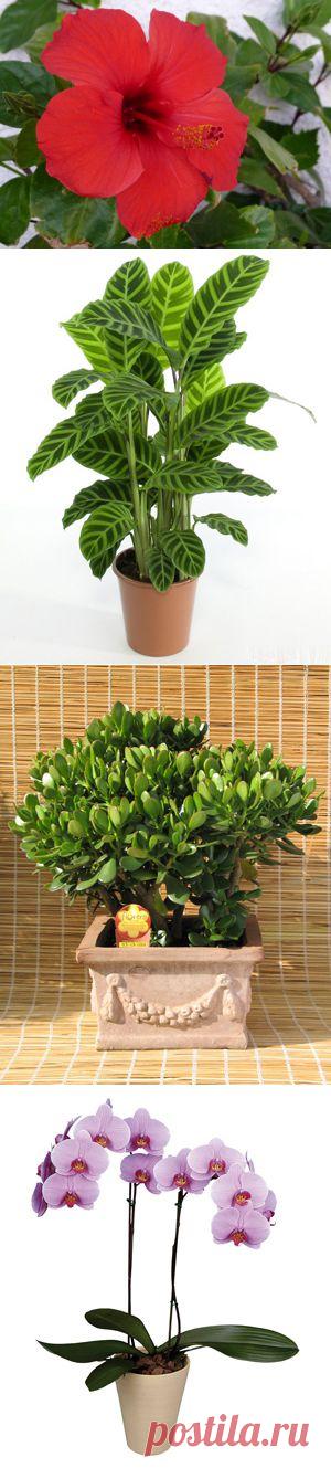 Растения, которые необходимы вашему дому