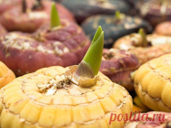 Как хранить зимой луковицы гладиолусов и тюльпанов / хранение / 7dach.ru