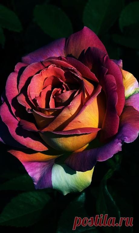 Download 480x800 «Роза» Cell Phone Wallpaper. Category: Flowers