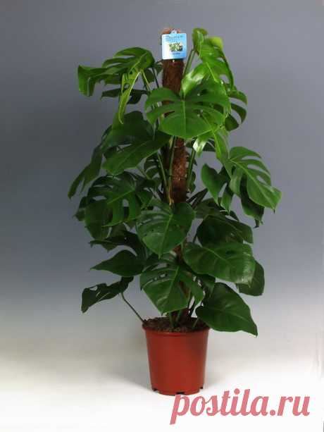 Монстера Monstera