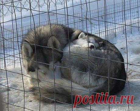 холод