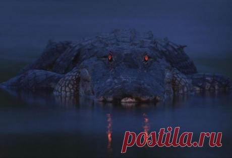 Невероятные моменты дикой природы / Питомцы