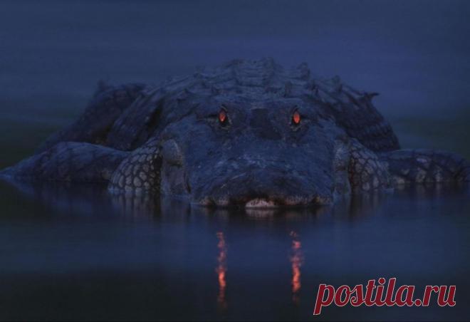 Невероятные моменты дикой природы / Питомцы