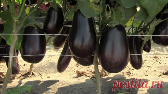 Пикировка баклажанов, когда пикировать рассаду баклажан правильно?