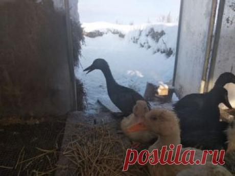 Как вырастить супер-утенка – рецепт эликсира жизни для зимовки уток Фермер из Владимирской области Вячеслав Владимирович Лашков рассказал порталу AGRO XXI о своих амбициозных планах создать супер-утенка и поделился полезными советами, как содержать уток зимой
