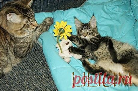 Купить котят Мейн кун. Цена котят Мейн кун