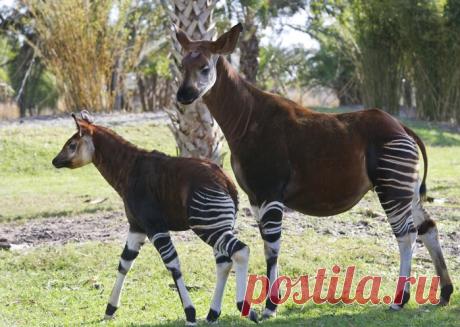 Редкое, необычное животное: Окапи - лесной жираф, который немного зебра.
