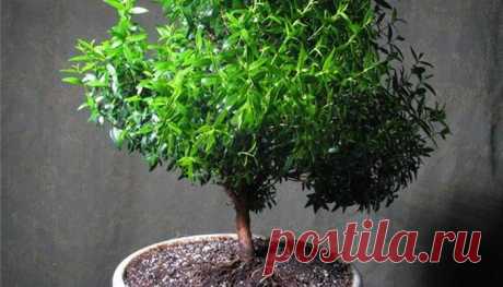 Вы не поверите, но этими подручными средствами можно избавиться от комаров / Всё самое лучшее из интернета