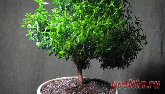 Вы не поверите, но этими подручными средствами можно избавиться от комаров / Всё самое лучшее из интернета