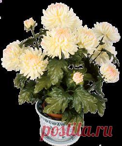 Цветы с кодами для комментариев.