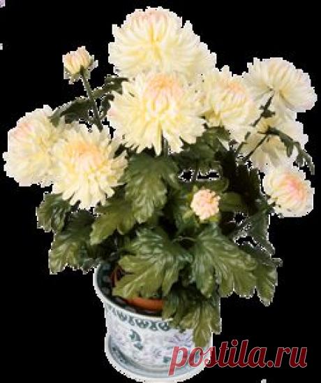 Цветы с кодами для комментариев.