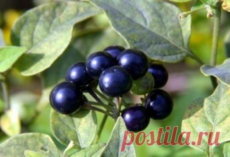 Санберри: посадка и уход, особенности выращивания из семян В настоящее время на садовых участках можно увидеть самые разные плодовые и ягодные культуры. Название некоторых из них не всегда известны садоводам. Одной из таких культур является ягода санберри. Са...