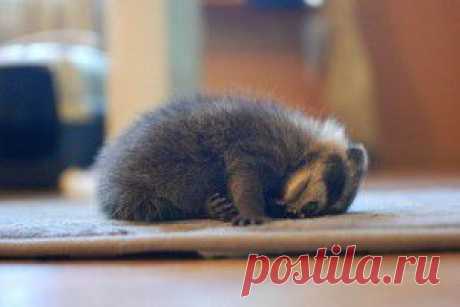 Как избавиться от мошек в цветах