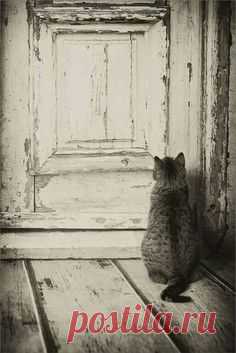 В одной семье жил Кот двенадцать лет. Он был спокойным и хозяев слушал, Но, круто изменился вдруг сюжет, Кот в одночасье стал совсем не нужен. В семье родился маленький сынок, Конечно, это радость, прямо скажем… Но вдруг пришёл с Котом разлуки срок, Он был в машину вечером посажен. «Мне жаль, но всё ж подальше отвези», — Едва не плача, женщина сказала. Но, холод в её голосе сквозил, Хоть Кот не уловил его сначала. Мелькали полуночные огни, Бежали километры, километры… И Кот оставлен