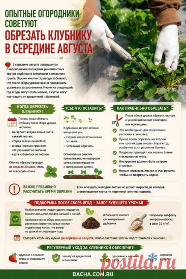 Обрезать клубнику в середине августа