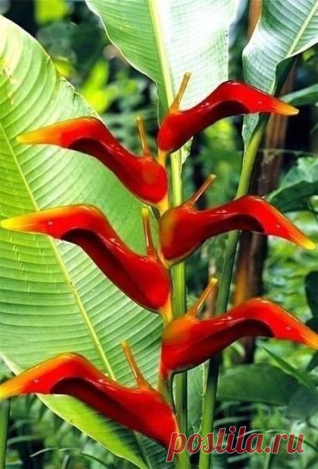А, Вам какой размер туфельки нужен?
Знакомьтесь - это цветы - Bromelia de sapato.
Чудо-чудное, диво-дивное!