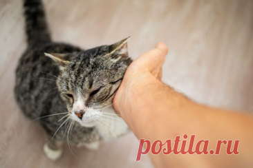 Как кошки реагируют на наше настроение: удивительные способности пушистых эмпатов | ikoshkiru - Мир кошек | Дзен