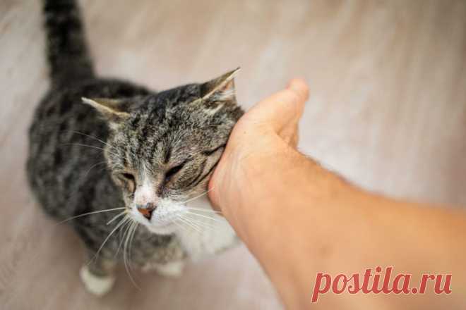 Как кошки реагируют на наше настроение: удивительные способности пушистых эмпатов | ikoshkiru - Мир кошек | Дзен