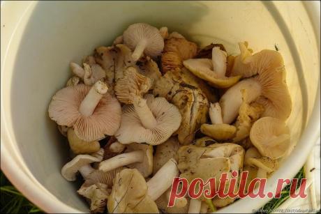 Фотопрогулки. Поваляться в ковыле