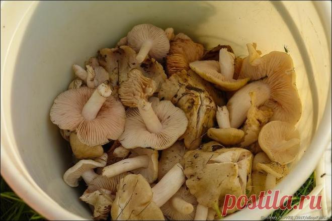 Фотопрогулки. Поваляться в ковыле