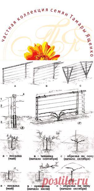 Посадка винограда. Урок 6. какой будет лоза - Виноград - Полезная информация - Виноград Сибири.