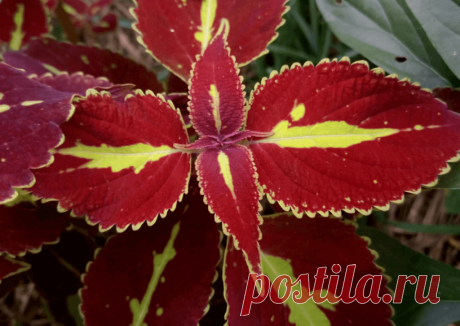 Колеус (Coleus Saturn): фотогалерея сорта ~ Planetalsad