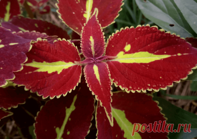 Колеус (Coleus Saturn): фотогалерея сорта ~ Planetalsad