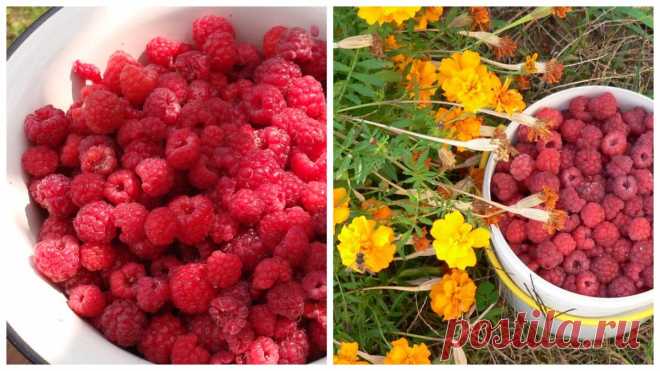 Что сделать с малиной весной, чтобы собирать урожай летом вёдрами | 6 соток