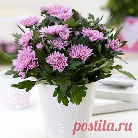 Домашние цветы, которые приносят в дом любовь