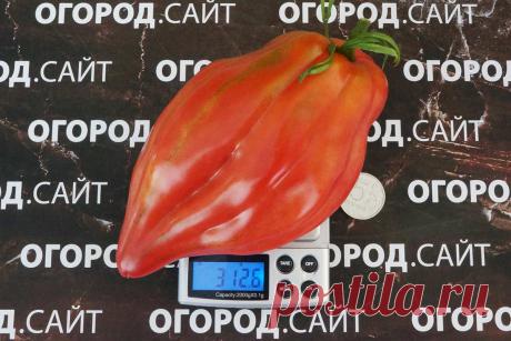 Томат Тюльпан розовый, семена | ОГОРОД.сайт