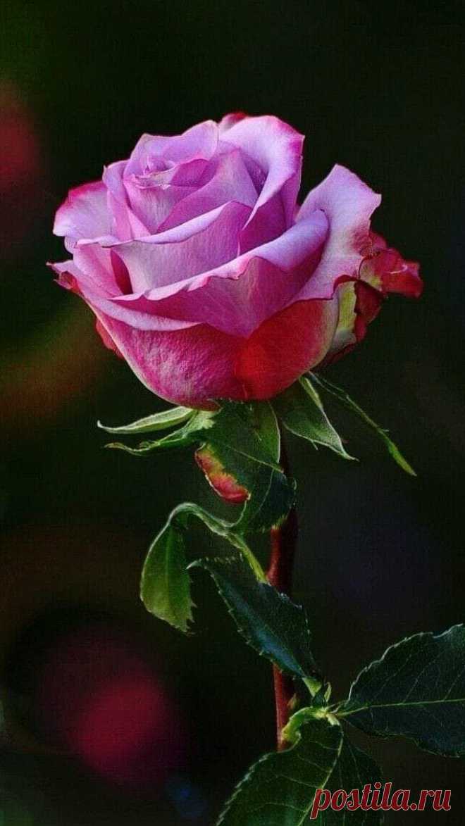 i (680×1209)