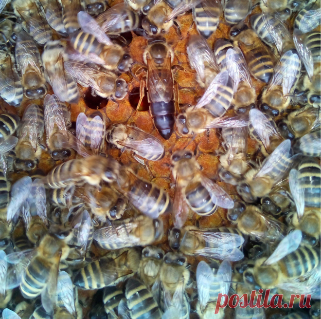 Пчелиные плодные молодые матки 

Плодные молодые матки — это высокопродуктивные пчелиные семьи. Качество матки имеет большое значение в дачном пчеловодстве. Под качеством матки подразумевается ее способность откладывать яйца. Высокопродуктивные матки откладывают в разгар сезона 2000 и более яиц в сутки. От плодовитости матки непосредственно зависит сила семьи к началу взятка. Это наглядно доказывает следующий пример.

Пчелы весной и летом живут в среднем 30—35 дней. Если м...