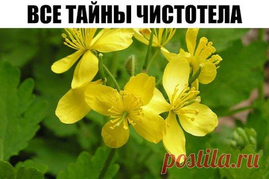 Чистотел. Рецепты народной медицины.
У чистотела есть одна очень интересная особенность. Он сразу отыскивает корень болезни. Если сок или порошок поместить на биологически активную точку, то наблюдается мгновенная трансформация, перенос его к источнику болезни.
У нас чистотел нередко называют русским женьшенем. Применять его можно в виде сока, отвара, настойки, экстракта. О целебных свойствах чистотела люди знают с древнейших времен. 
Для лечения глазных болезней нужно варить сок чистотела с