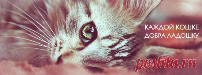 Благотворительный Мяу-Бутик