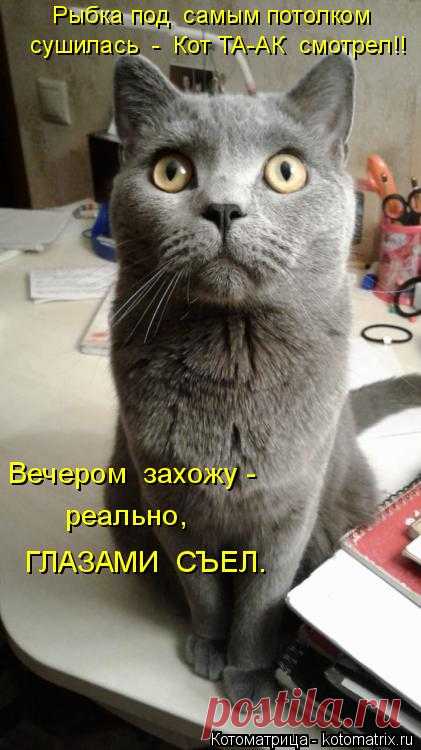Котоматрица: Случайные котоматрицы