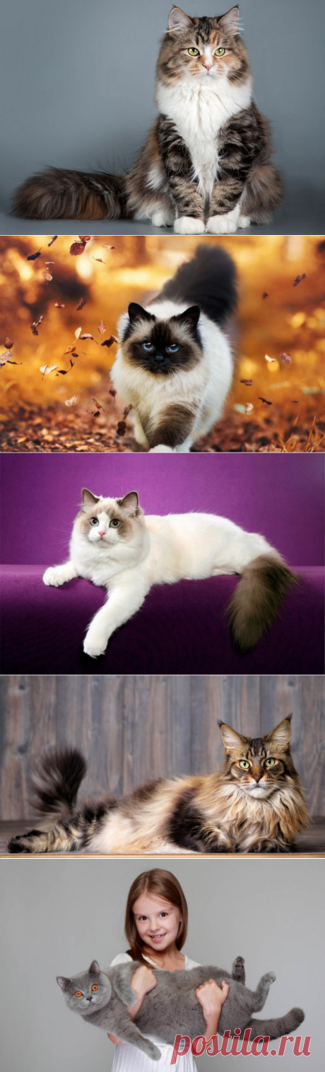 Какие кошки - самые ласковые?