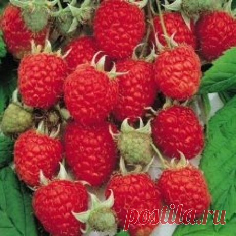 Ведро малины с одного куста
Нет это не шутка, при должном подходе вполне реально с одного куста собирать и ведро малины. В чем секрет? Необходимо строго соблюдать правила выращивания и ухода за малиной, вот основные: 
1) Важно правильно посадить и обрезать растения. Высаживают кусты с междурядьями не менее 1,8 м и на расстоянии в ряду 0,7 м. В каждую лунку помещают не один, а два саженца. Вдоль ряда устанавливают столбы и на высоте 1,2 м от земли натягивают оцинкованную пр...