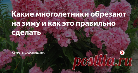 Какие многолетники обрезают на зиму и как это правильно сделать 
Осень — время обрезать многолетние цветы. У каждого из видов декоративных растений есть свои особенности обрезки, о которых я расскажу в статье. Это сохранит их декоративность и здоровье!
Какие цветы обрезаем, а какие не трогаем?
Итак, вот список растений, которые на наших клумбах по