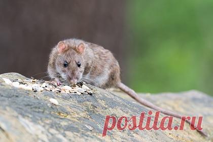 Омикрон-штамм коронавируса начал поражать переносчиков чумы. Ученые доказали, что новый омикрон-штамм коронавируса начал поражать грызунов, которые также являются переносчиками чумы. Новая разновидность способна проникать в организм крыс и мышей и связываться с рецепторами ACE2 на клеточной мембране при помощи белков-шипов, таким образом обеспечивая себе доступ в клетку.