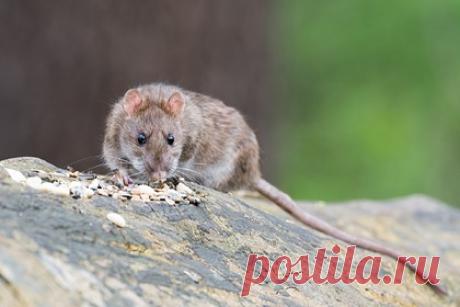 Омикрон-штамм коронавируса начал поражать переносчиков чумы. Ученые доказали, что новый омикрон-штамм коронавируса начал поражать грызунов, которые также являются переносчиками чумы. Новая разновидность способна проникать в организм крыс и мышей и связываться с рецепторами ACE2 на клеточной мембране при помощи белков-шипов, таким образом обеспечивая себе доступ в клетку.