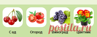 Сода повысит урожайность огурцов и помидоров на 20-30%