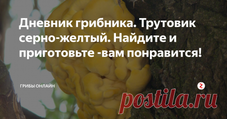 Дневник грибника. Трутовик серно-желтый. Найдите и приготовьте -вам понравится! О существовании  загадочного ТСЖ я узнала 10 лет назад,став участником   грибного форума "Грибы Говорят".
Название показалось каким то подозрительным,"серножелтый"- звучит непривлекательно и даже опасно. Ассоциируется с серно -ртутной мазью...Бррр...короче.
ничо не бррр..веселенький такой..
Но я же грибник!Причем считаю себя крутой !а какой-то ТСЖ не знаю ,не видела,не пробовала.