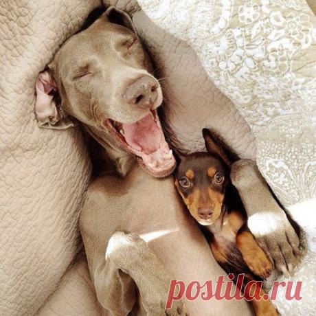 Собаки » Клопик.КоМ - сайт любителей животных