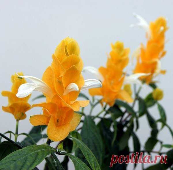 ПАХИСТАХИС (Pachystachys lutea).