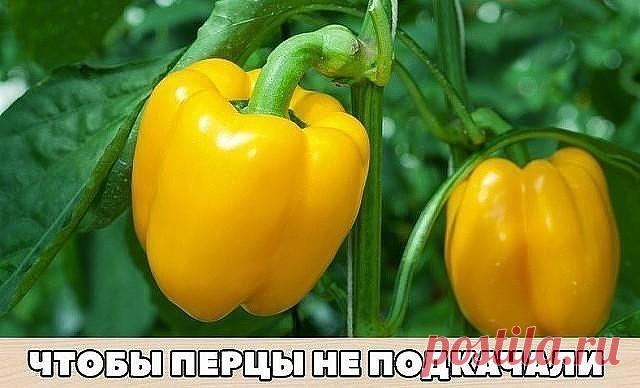 Перцы - моя слабость. Итак, вот что нужно делать, чтобы перцы не подкачали и дали огромный урожай.

1. Выращивать перцы нужно только через рассаду и в теплице, только так растения будут крепкие и здоровые.

2. Чтобы рассада развивалась мощной, надо удалять у нее все листья ниже развилки стебля.

3. В возрасте 2 месяцев рассаду нужно пересадить в теплицу. Кустики следует перевалить из стаканчиков вместе с комом земли и обязательно проследить, чтобы корневая шейка не была за...