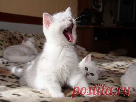 Коты без грима!
